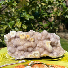 Cuart spirit / cuart cactus